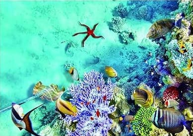 /maldives_package2.jpg